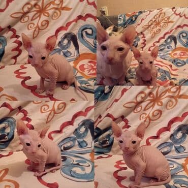 Сфинкс, 2 месяца, Девочка, Приучена к лотку