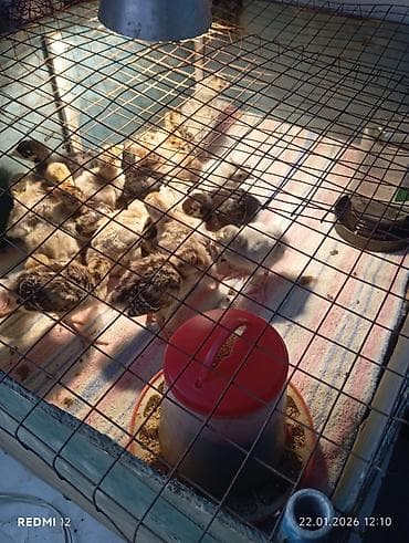 ак жугору: Сатам | Балапан күрп | Союуга | Асыл тукумдуу — 1