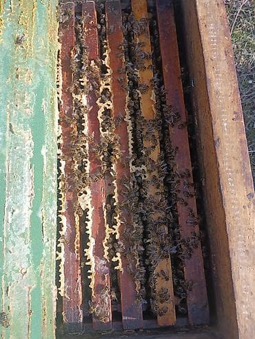 Аквариумдар: Пчелиная семья в деревянном улье (рамочный улей) - Порода: медоносные — 2