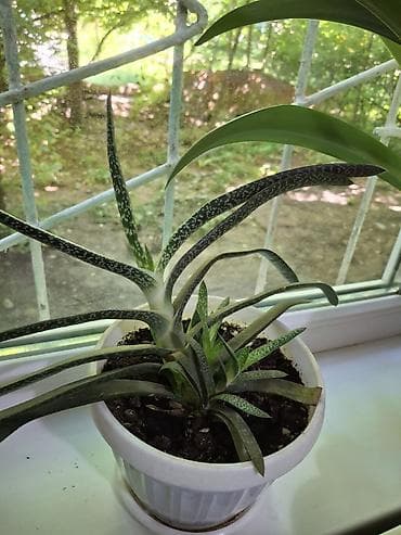 Бөлмө өсүмдүктөрү: Суккулент Гастерия (Gasteria), взрослое растение в пластиковом горшке — 2