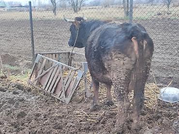 Аквариумы: Продаю | Корова (самка) | Алатауская | Для молока | Стельные — 1