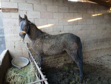 продажа кормов для сельскохозяйственных животных: Продаю | Жеребенок | Для разведения — 2