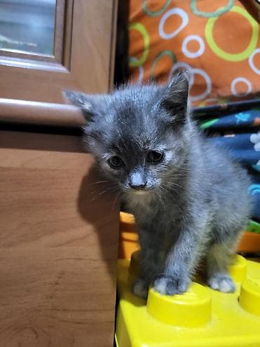 Отдам даром кошку: Кошка даром: Беспородная, 1 месяц, Девочка — 1