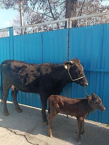 молоко осла: Продаю | Корова (самка) | Для молока | После отела — 6