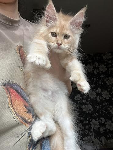 кошка британская вислоухая: Мощный эксклюзивный котята Майн куны полидактилия,Ярко выраженные — 3