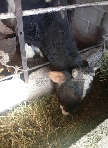 животные домашние: Продаю | Бык (самец) | На откорм | Привязанные — 1