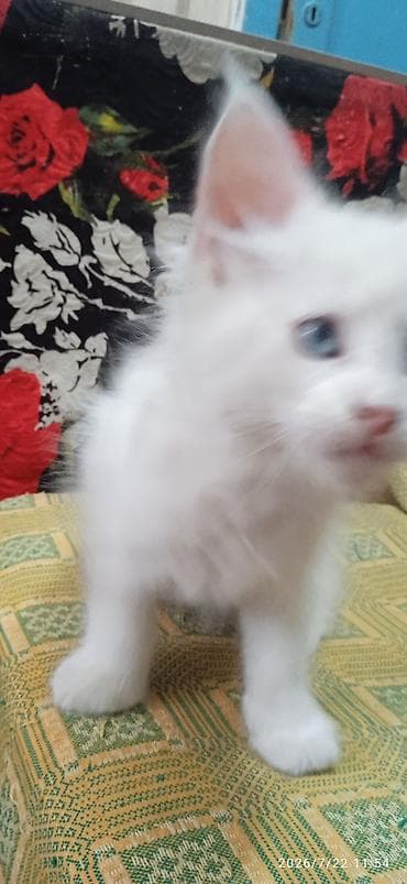 Үй жаныбарлары: Мейн-Куны🥰. Продаётся Эксклюзивная, чистокровная кошечка Мейн-Кун ❤️ 😊 — 3