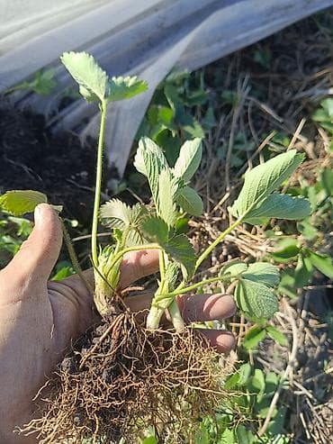 Рассада садовой земляники (клубники) сорт КЛЕРИ ЕСТЬ В НАЛИЧИИ - Тип — 1