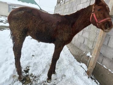 Жылкылар, аттар: Сатам | Байтал | Жумушка — 5