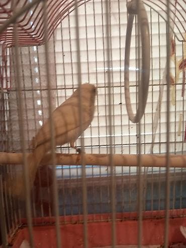 д к: Певчая птица в клетке - Окраска птицы: однотонная — 1