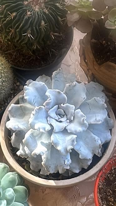 кактус эхинопсис: Суккуленты Echeveria (эхеверия) — коллекционные розеточные формы в — 1