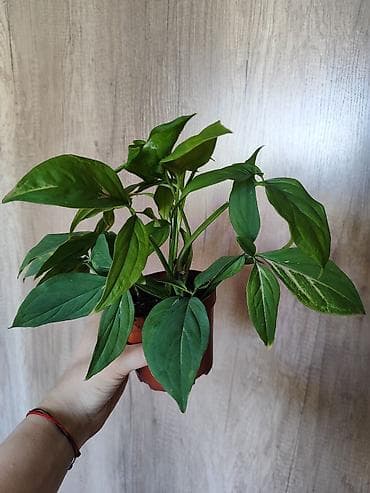 Сингониумы: Сингониум (стрелолист) в горшке. - Разновидность с пестрой листвой — 2