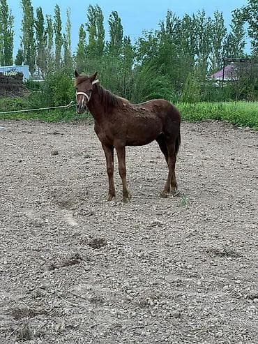 жеребенок: Продаю | Жеребенок | Конный спорт — 3