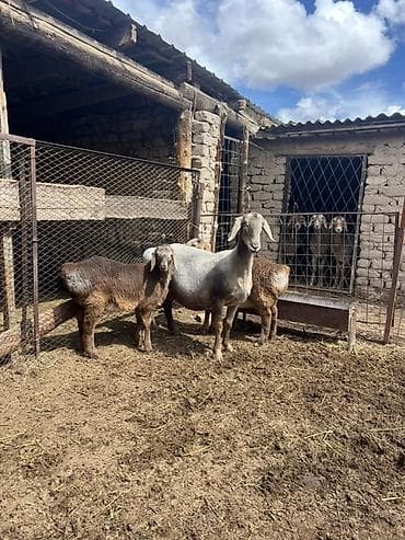 манчкин купить бишкек: Сатам | Ургаачы кой (ургаачы) | Көбөйтүү үчүн | Ургаачы — 1