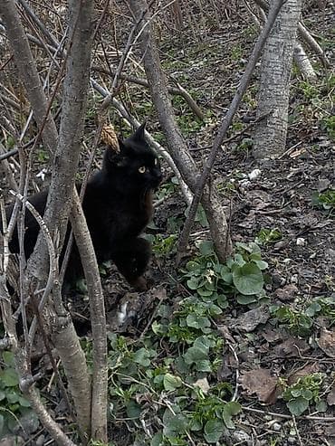 Грызуны: 6 месяцев, Мальчик, Черный — 8