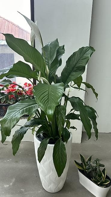 Спатифиллум (Spathiphyllum) крупный, с бутонами/соцветиями, в