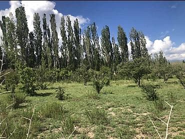 с нижняя ала арча: 50 соток, Для сельского хозяйства, Красная книга — 7