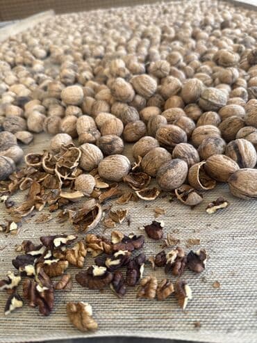 рыба вяленая: Грецкие орехи в скорлупе. - Натуральные, собранные вручную - Крупные — 2