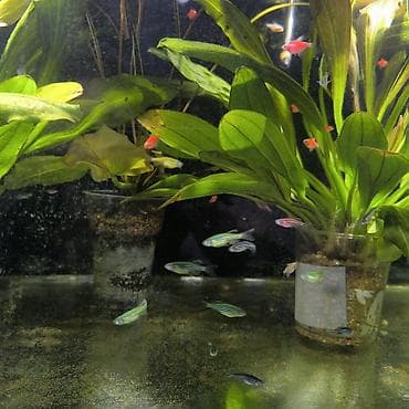 Другие животные: Рыбки аквариумные, меченосцы,молодняк, 20 штук в наличии, Данио — 2