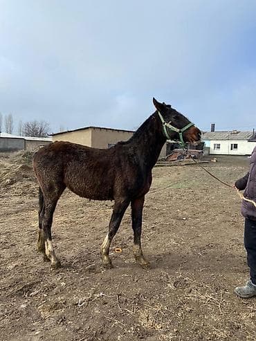 кара балта уй сатылат: Сатам | Тай | Аргын — 1
