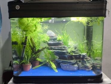 кемин ак бекет: Аквариумный комплект с тумбой и крышкой - Объём аквариума — 2