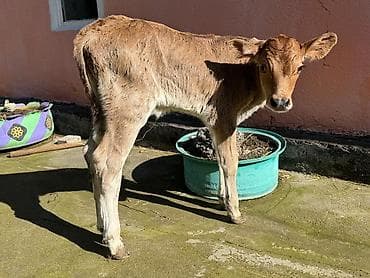 Услуги ветеринара: Продаю | Бык (самец), Музоо, торпок | Швицкая | На откорм, На забой, Для разведения | Искусственник — 2