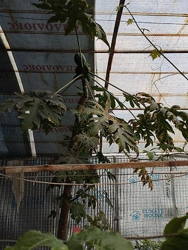 папайя: Папайя (Carica papaya) в горшках — саженцы для теплицы или зимнего — 3