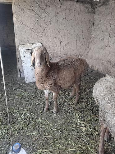 Услуги ветеринара: Продаю | Овца (самка) | Для разведения | Матка — 2
