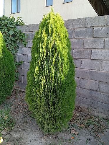 Туя западная Смарагд (Thuja occidentalis ‘Smaragd’) – декоративные