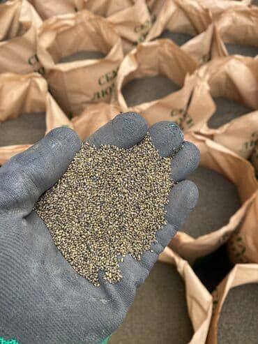 семена огурцов для теплицы в бишкеке: Беде урук оптом 7 Обласка салып жоробуз ишенимду таза кепилдик бар — 9