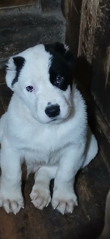 Щенки крупной породы, окрас преимущественно белый с пятнами (палевыми