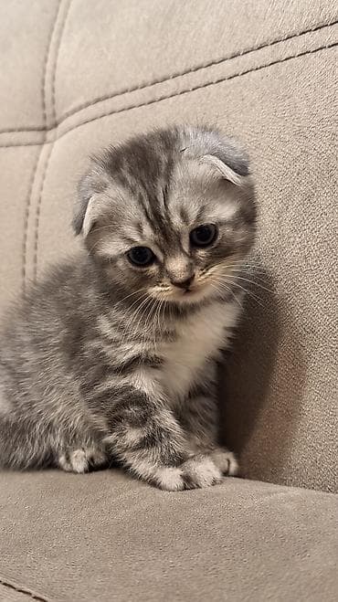 куплю кота британца: 🐱 Шотландские котята ищут любящие семьи 🐱 Возраст — 1 месяц и 20 дней — 3