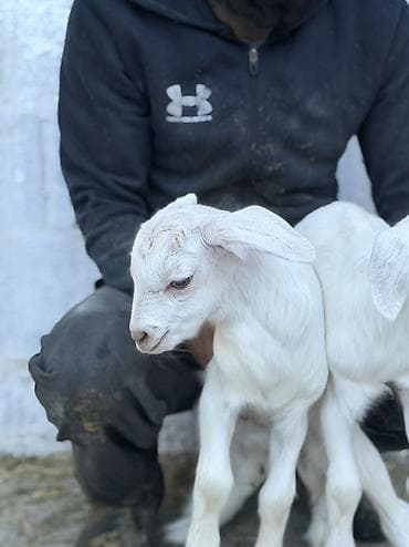 кошки парода: Продаю | Козлёнок | Для разведения — 5