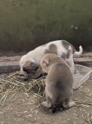 кавказ собака: Алабай, 1 айлык, Эркек, Ит тегин тастыктоочу документ — 4