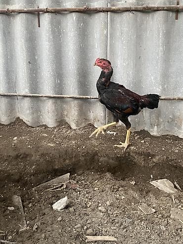 союшка кой: Дакан пять месяцев продается Срочно срочно срочно !!!!!!!!!!! — 4