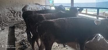 торпок телка: Продаю | Бык (самец) | Полукровка | На откорм | Привязанные — 6