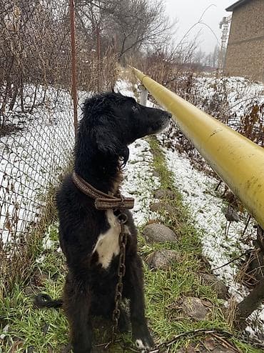 купить щенка ротвейлера: Тайган 1,5 год охотничий выходил на охоту готовая собака срочно деньги — 5