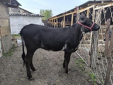 уй жаныбары: Сатам | Кунаажын | Швиц | Бордоп семиртүү үчүн | Байланган — 6