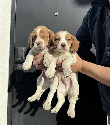 ало тоо: Щенки спаниеля (похожие на бретонского эпаньоля) с рыже-белым окрасом — 1