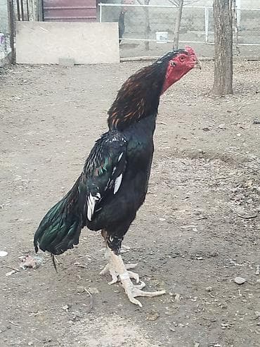 сено в токмоке: Продаю | Куры — 1