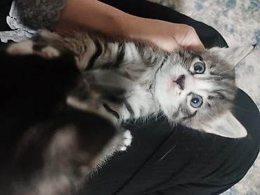 котят купить: Беспородная, 1 месяц, Мальчик, Серебристая шиншилла, Приучена к лотку — 7