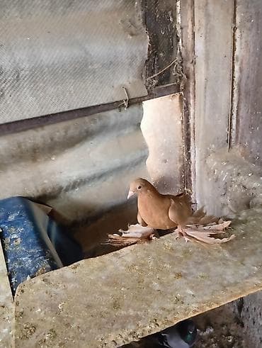 Продаю молодых голубей 1 шт стоит пятьсот сом окончательно родители at lalafo.kg Продаю молодых голубей 1 шт стоит пятьсот сом окончательно родители