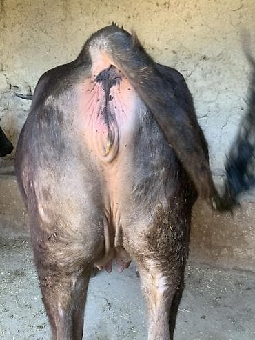 продаю кукуруза: Продаю | Корова (самка) — 2