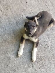 щенки ризеншнауцера в дар: Отдам даром щенка. Девочка, 3 месяца — 4