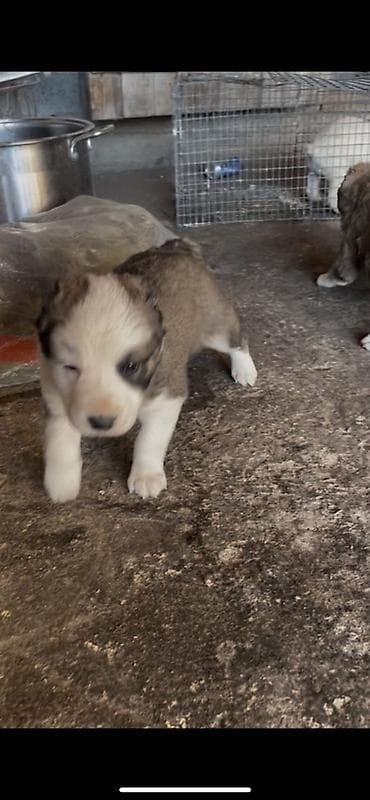 щенки русский спаниель: Продается чистокровный алабай щенки почти месяц крупные бодрые — 4