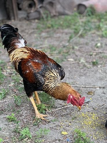 живой паук: Продаю | Петух | Бойцовая | Для разведения — 3