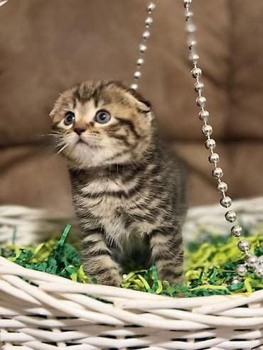 Мышыктар: Скотиш Фолд (Шотландиялык шалпаң кулак), 2 айлык, Ургаачы, Лотокко барууга үйрөтүлгөн — 2