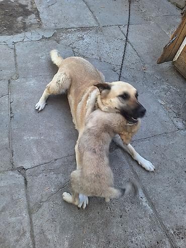 щенки стаф: Собака даром: 3 месяца, Самка — 6
