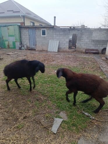 где можно купить кошку в бишкеке: Продаю | Ягненок, Баран (самец) | Арашан | На забой, Для разведения, Для шерсти | Племенные, Осеменитель — 7