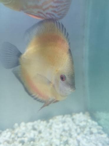 цихлид: Дискусы (Symphysodon) – декоративные аквариумные рыбы круглой формы с — 5